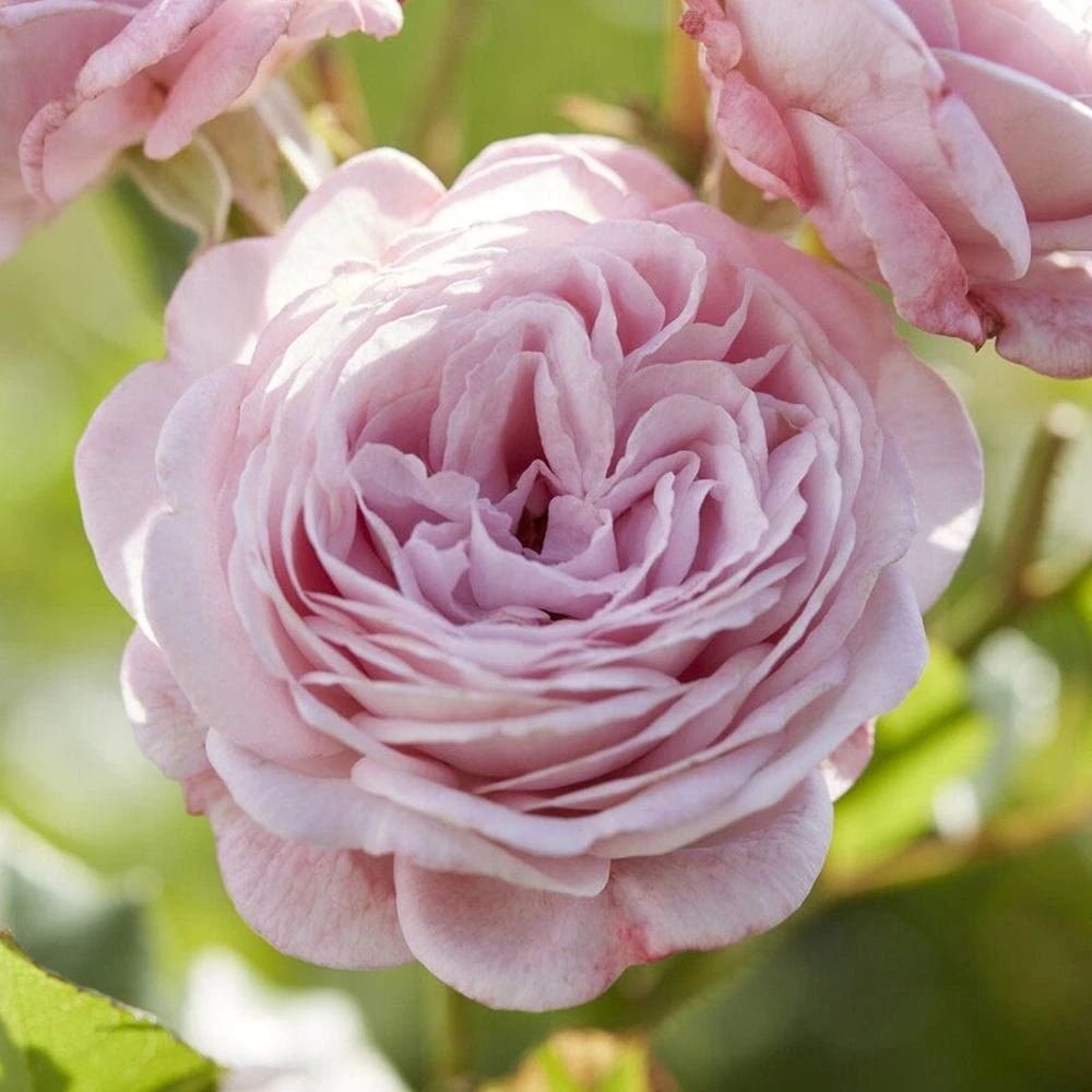 'Prince Jardinier' Floribunda Rose 1 'Prince Jardinier' Floribunda Rose