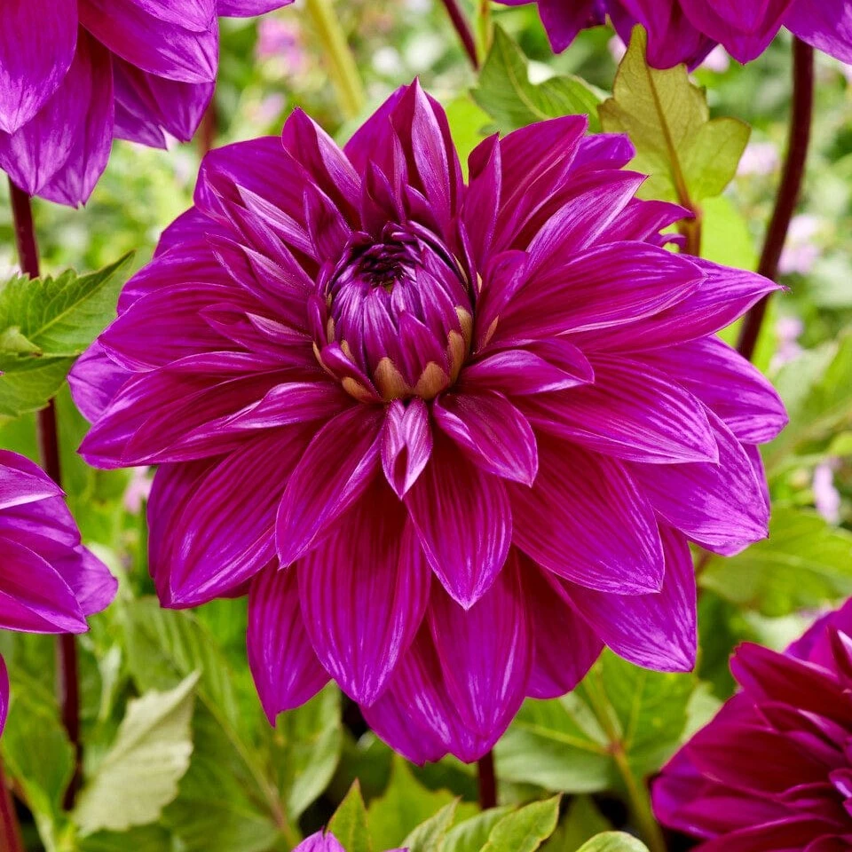 Dahlia 'Thomas Edison' 1 Dahlia 'Thomas Edison'