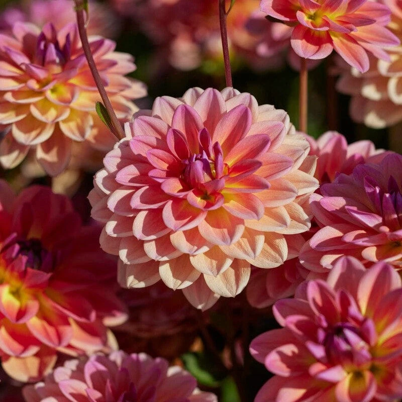 Dahlia 'Pacific View' 1 Dahlia 'Pacific View'