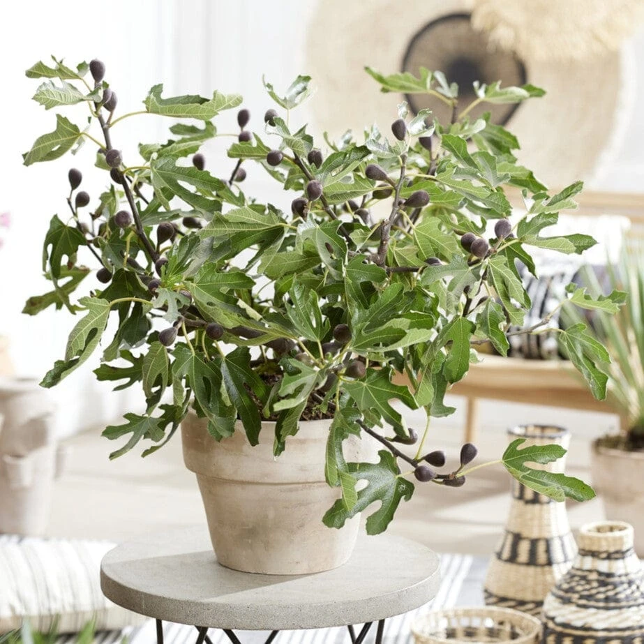 'Little Miss Figgy' Patio Fig Tree 1 'Little Miss Figgy' Patio Fig Tree