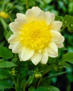 Dahlia 'Paso Doble' -Plant Promotion Shop visi21985