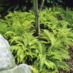 Tassel Fern | Polystichum Polyblepharum -Plant Promotion Shop visi25701