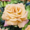 'Niceday' Patio Climbing Rose
