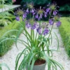 Agapanthus 'Purple Heart' | 3L