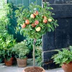 'Discovery' Semi-Dwarf Apple Tree -Plant Promotion Shop visi28809 discovery