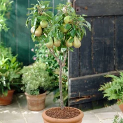 Award Winning Patio Fruit Tree Collection | Cherry, Pear & Plum | Growers' Choice -Plant Promotion Shop visi28811