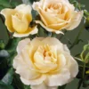 'Queen Bee' Floribunda Rose