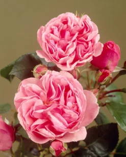 'Parade Cajsa' Patio Shrub Rose -Plant Promotion Shop visi35074 cajsa