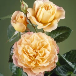 'Perfect Harmony' Hybrid Tea Rose -Plant Promotion Shop visi35443 perfect harmony