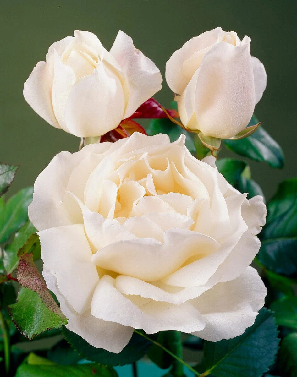 'Patio Hit Georgia' Patio Shrub Rose 3 'Patio Hit Georgia' Patio Shrub Rose - Image 3