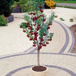 Award Winning Patio Fruit Tree Collection | Cherry, Pear & Plum | Growers' Choice -Plant Promotion Shop visi35989