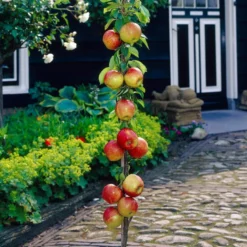 James Grieve Apple Tree | Dwarf Rootstock -Plant Promotion Shop visi35996