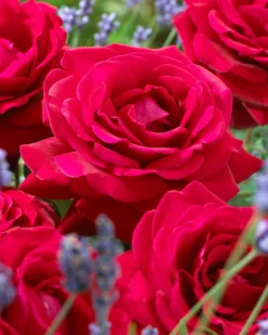 'Parade Karla' Patio Shrub Rose 10 'Parade Karla' Patio Shrub Rose -Plant Promotion Shop visi36032 karla