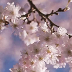 White Winter Flowering Cherry Tree | Prunus Subhirtella 'Autumnalis' -Plant Promotion Shop whitewinter 2
