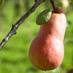 'Red Williams' Pear Tree -Plant Promotion Shop williamsred 1