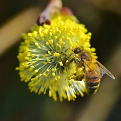 Best Mixed Native Wildlife Hedging | Growers' Choice -Plant Promotion Shop willow tortousa