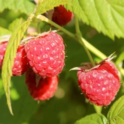 'Yummy' Patio Raspberry Plant 10 'Yummy' Patio Raspberry Plant -Plant Promotion Shop yummy1