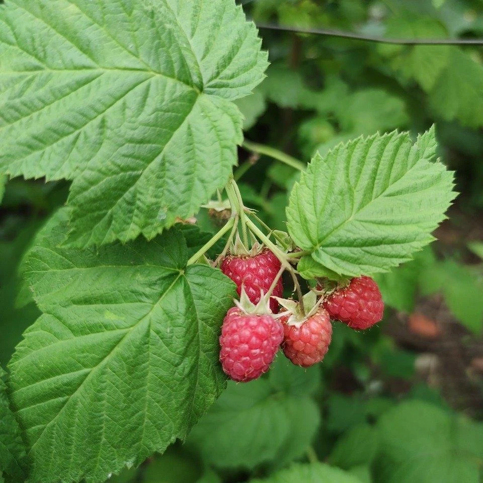 'Yummy' Patio Raspberry Plant 3 'Yummy' Patio Raspberry Plant - Image 3