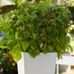 'Yummy' Patio Raspberry Plant 9 'Yummy' Patio Raspberry Plant -Plant Promotion Shop yummy2 ab3b9673 1f5b 4caa a169 4e8b735fd36b